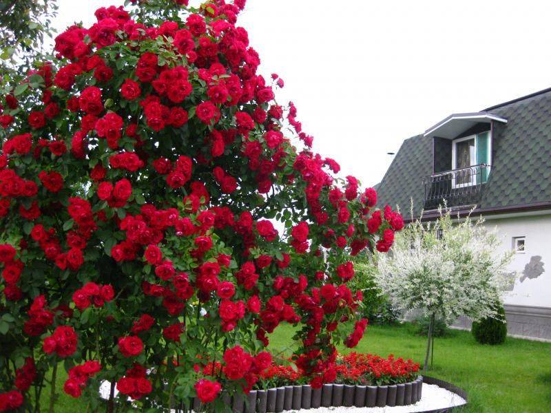Парковые розы, не требующие укрытия на зиму, а также другие самые морозоустойчивые и неприхотливые сорта, в том числе спрей и цветущие всё лето