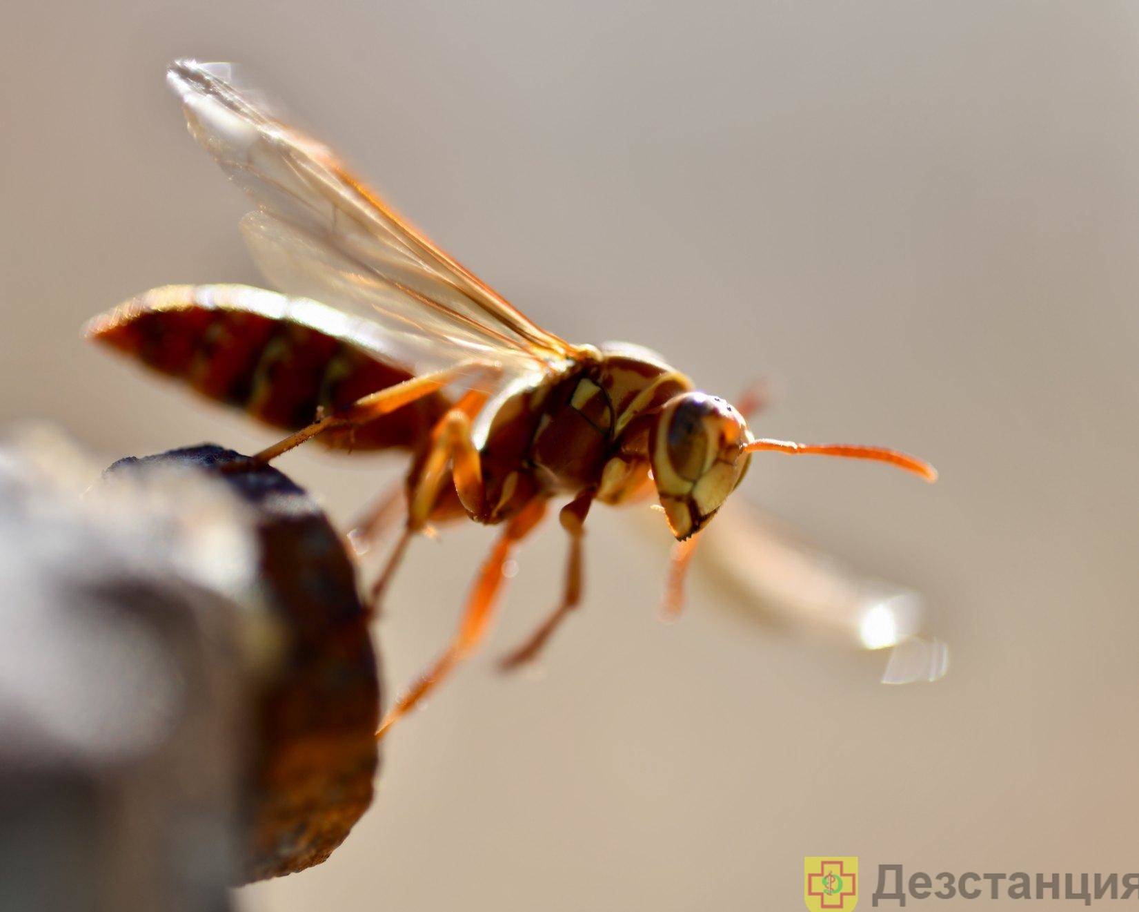 Как выгнать пчел с вашего участка