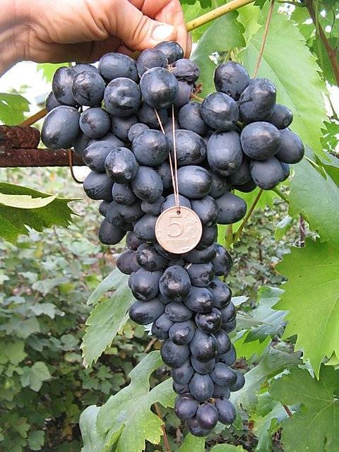 Описание сорта виноград аттика