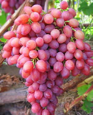 Описание сорта винограда кишмиш находка: фото и отзывы | vinograd-loza