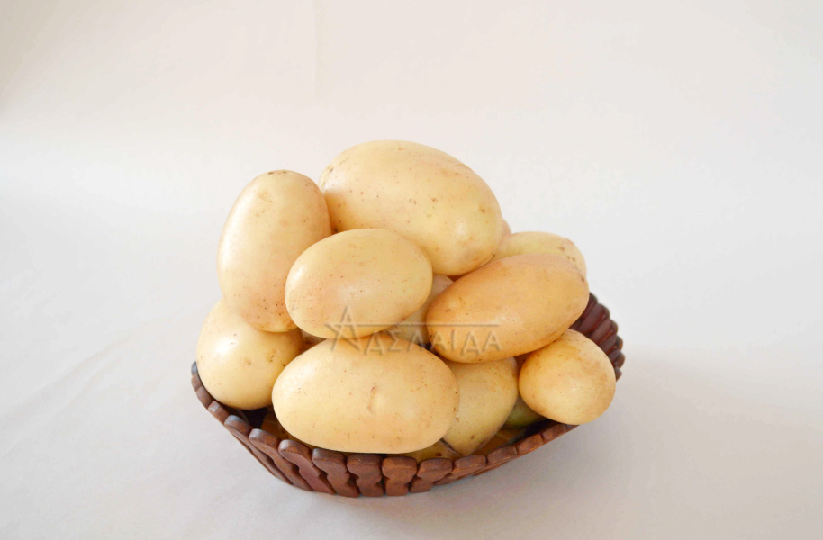 Сорт картофеля «бернина» – описание и фото