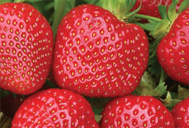 Клубника хоней: описание популярного сорта и особенности выращивания и ухода за ягодой