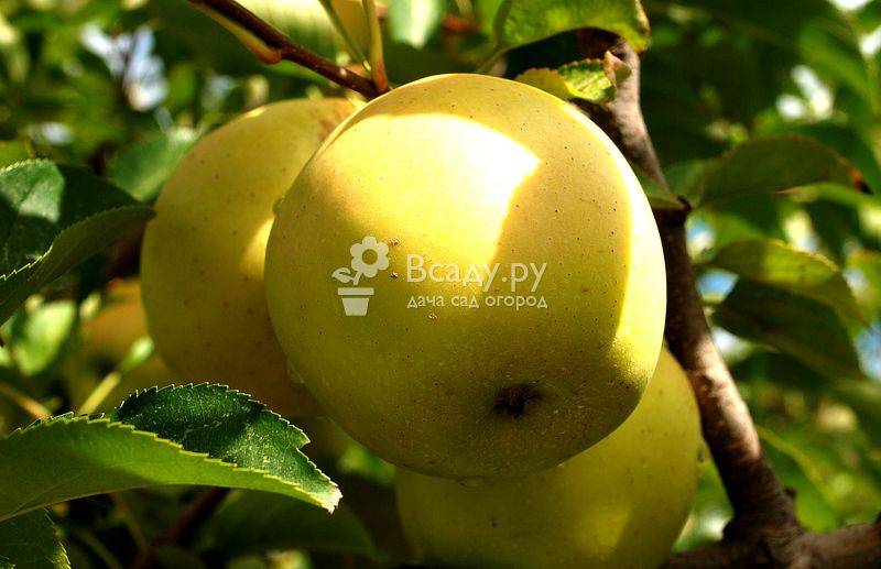Яблоня голден делишес: описание, фото, разновидности, выращивание