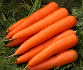 Как вырастить морковь в открытом грунте