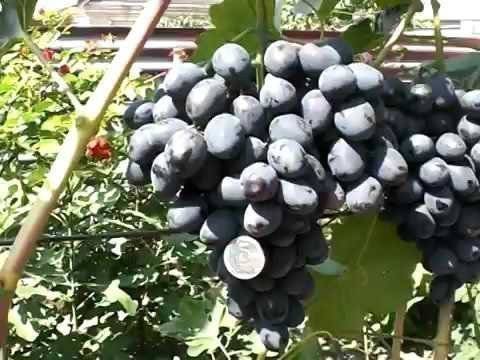 О винограде Забава: описание и характеристики сорта, посадка и уход