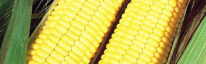 Полезные качества силоса из кукурузы