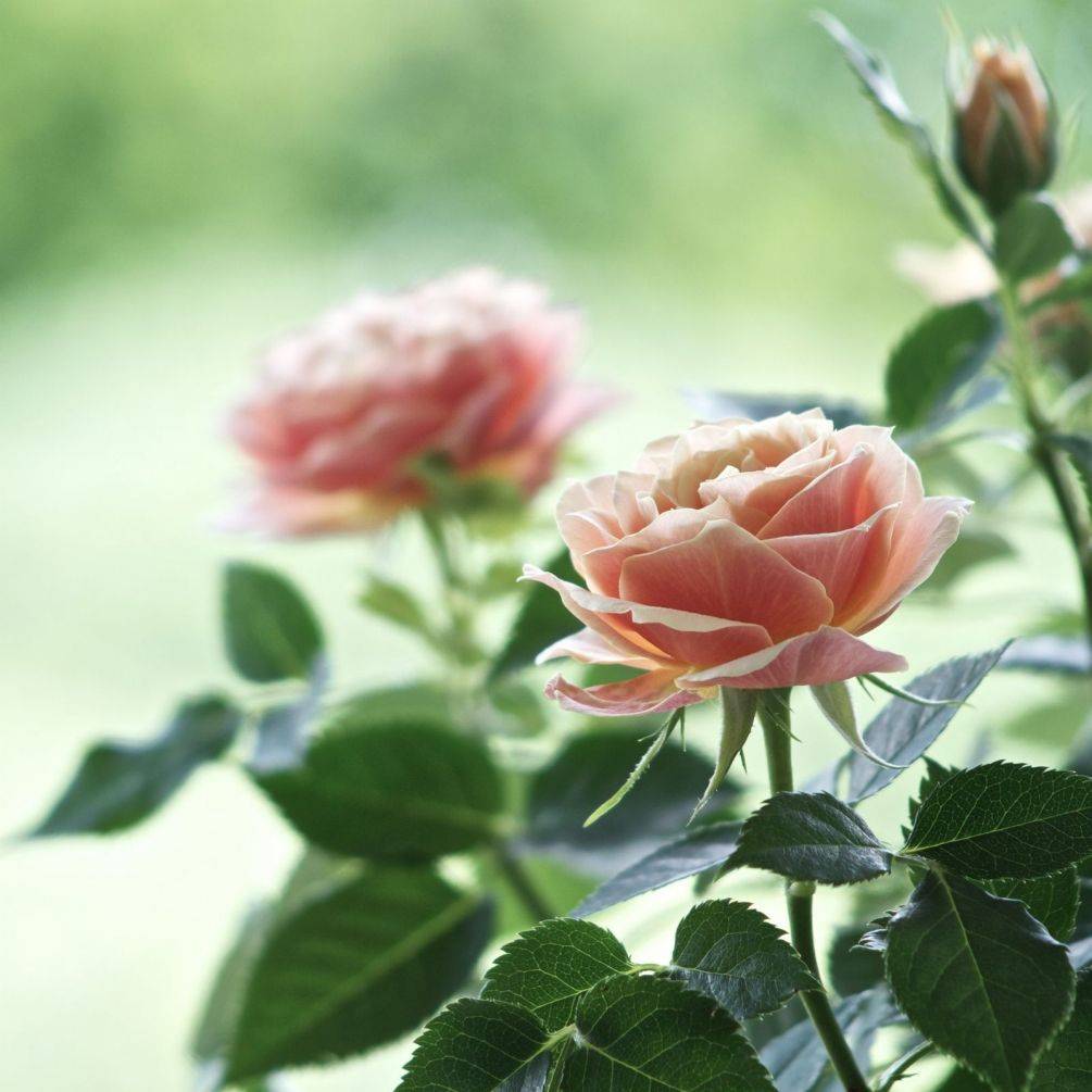 Чайная роза: описания сортов и правила ухода