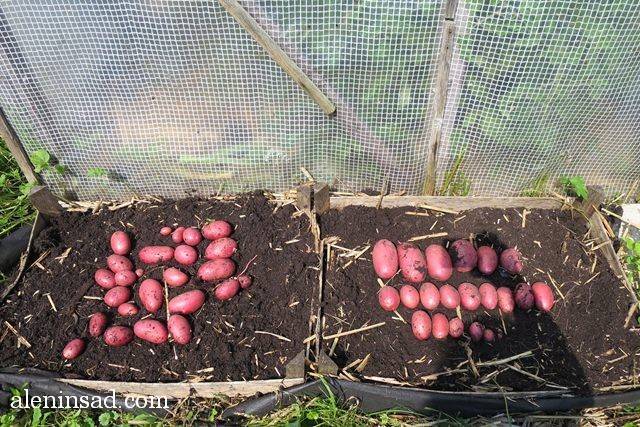 Выращивание и посадка картофеля в ящиках и деревянных коробах, советы