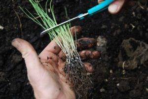 Все о посадке лука Семейного: посев и уход за растением, условия для роста