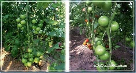 Как правильно формировать помидоры