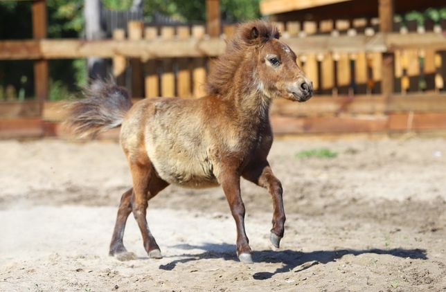 Мини-лошадь — википедия. что такое мини-лошадь