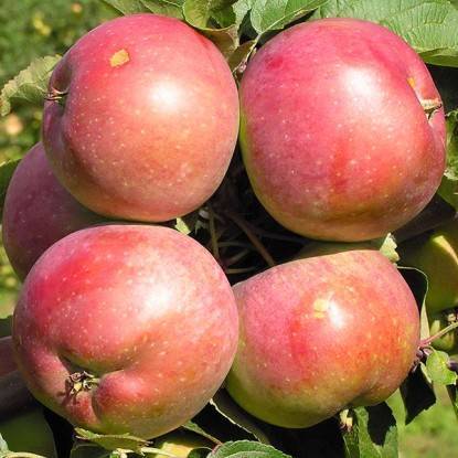 Яблоня белорусское сладкое: характеристики сорта и 10 рекомендаций по правильному выращиванию