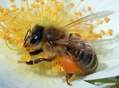Читать книгу 750 ответов на самые важные вопросы по пчеловодству в.  королева : онлайн чтение - страница 2