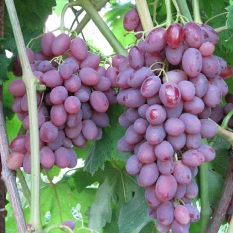 Виноград румба: описание сорта, уход и посадка, болезни и вредители, фото