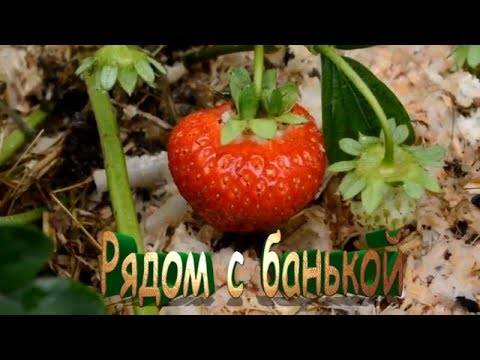 Клубника сорт альбион: урожай с весны до осени
