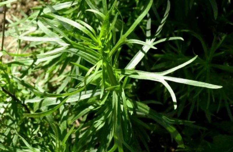 Тархун трава: полезные свойства и противопоказания