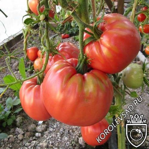 Урожайность томата «чудо земли» — как достичь максимума?