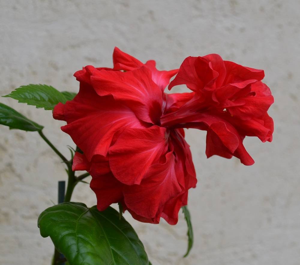Гибискус изменчивый (hibiscus mutabilis), или "сумасшедшая роза": фото и описание, выращивание из семян и черенков, уход в домашних условиях и похожие цветы
