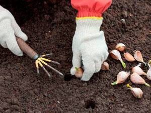Посадка чеснока весной в открытый грунт: когда и как правильно посадить, инструкция