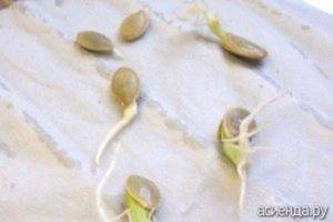 Проращивание семян огурцов: как сделать это правильно