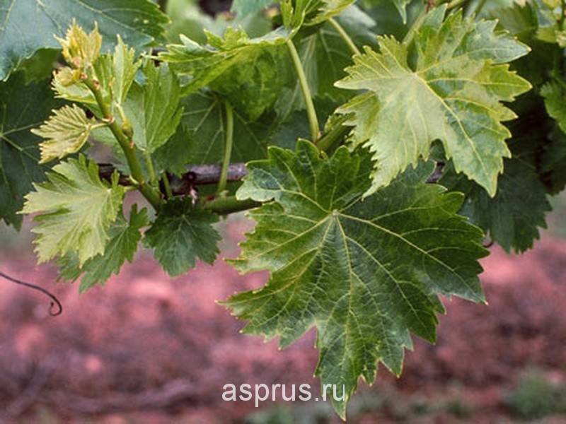 Что делать если листья винограда покрылись коричневыми пятнами, покраснели