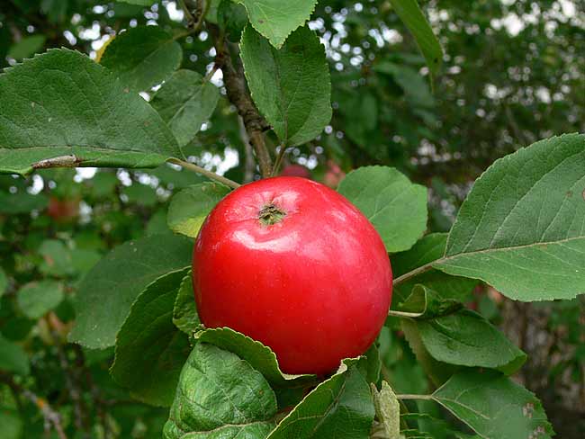 Вас удивит красивыми и сочными плодами яблоня «белорусская малиновая»