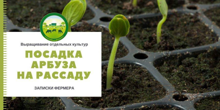 Посев семян дыни на рассаду. Семена арбуза для посадки. Посадить на рассаду арбузы и дыни. Когда сажать арбузы на рассаду. Рассада арбуза вытянулась.