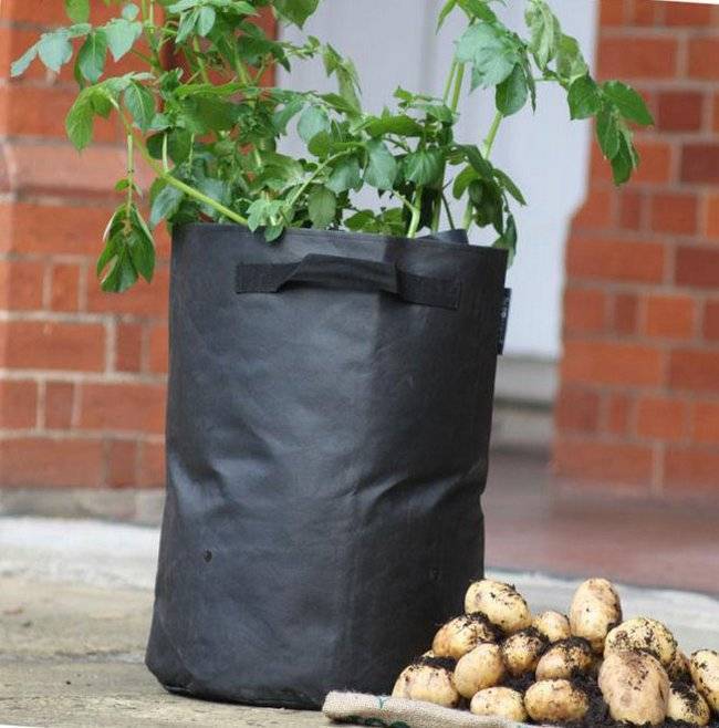 Посадка и выращивание картофеля в мешках: пошаговая инструкция, советы