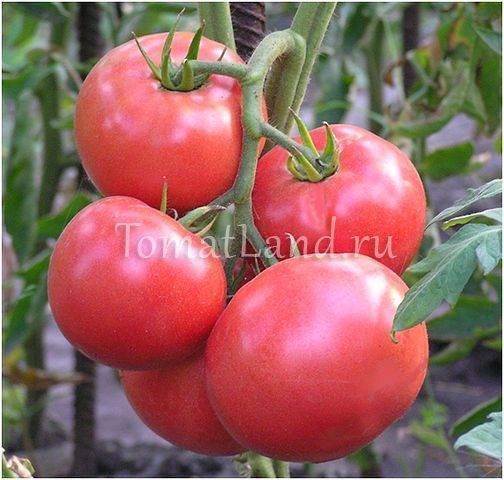 О томате Корнеевский: описание сорта, характеристики помидоров, посев
