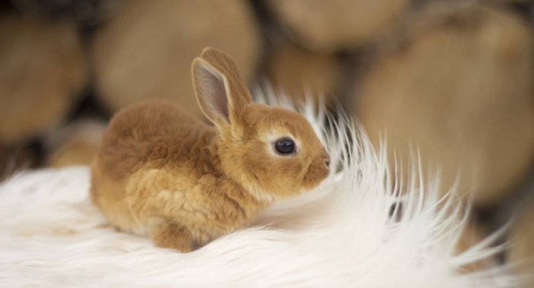 Содержание и уход за кроликами в домашних условиях