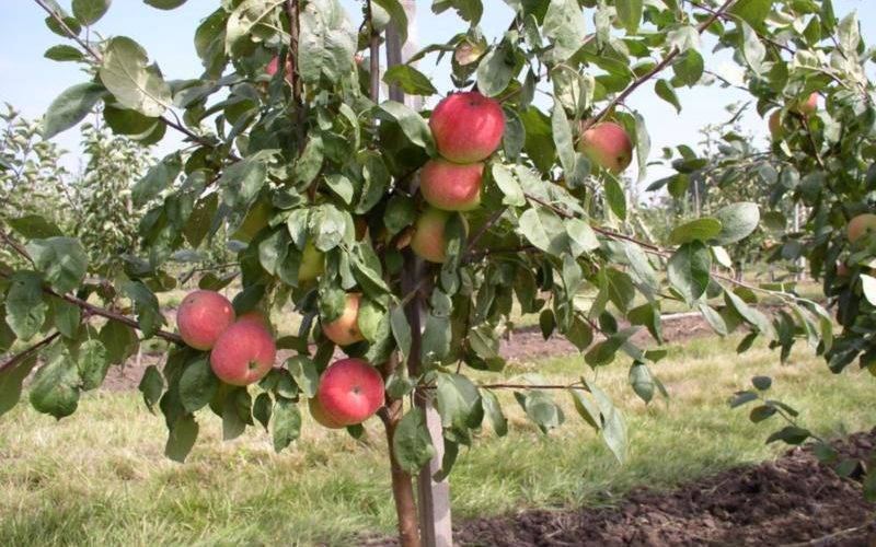 Инструкция, как правильно посадить яблоню весной