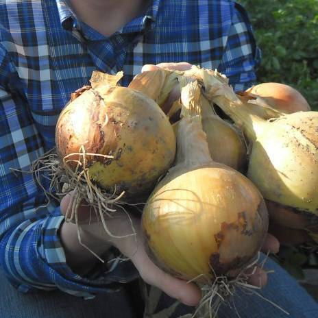 Выращиваем лук геркулес: описание сорта и секреты получения отличного урожая