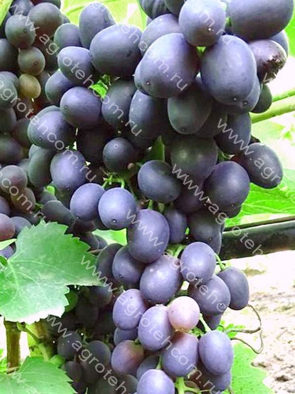 О винограде Аттика: описание, характеристика, урожайность, агротехника