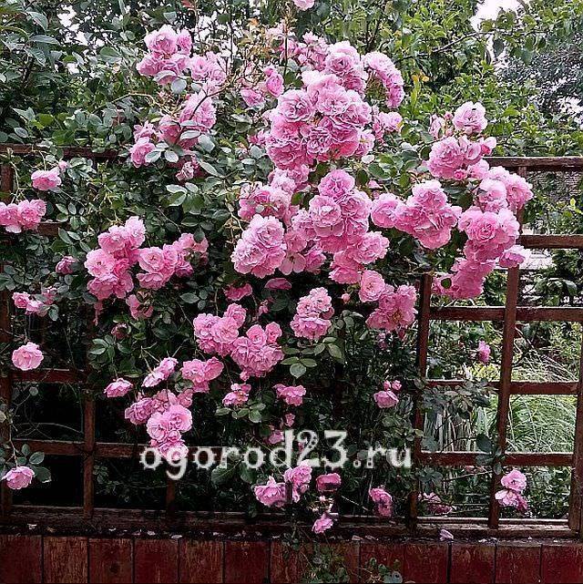 Плетистые розы: уход и выращивание