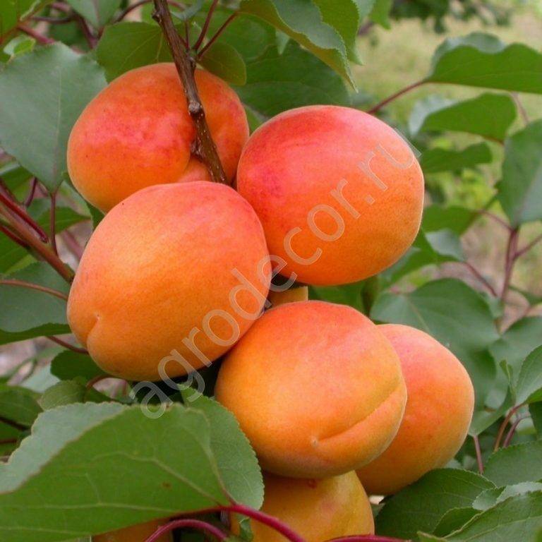 Характеристика и особенности абрикоса сорта орловчанин