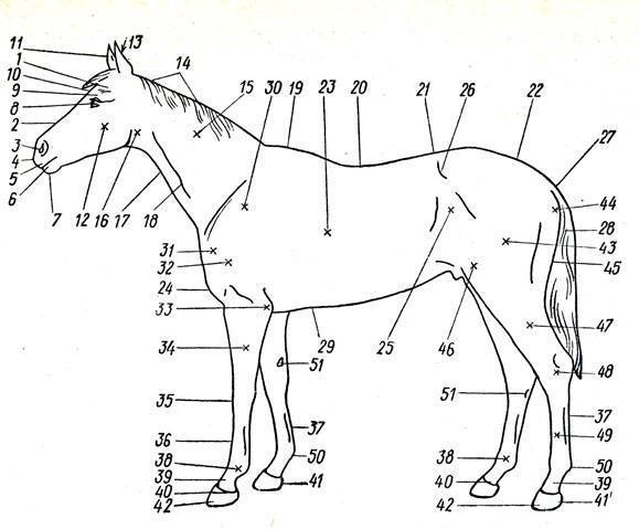 Все статях лошадей: общие представления, критерии, требования к телу лошади