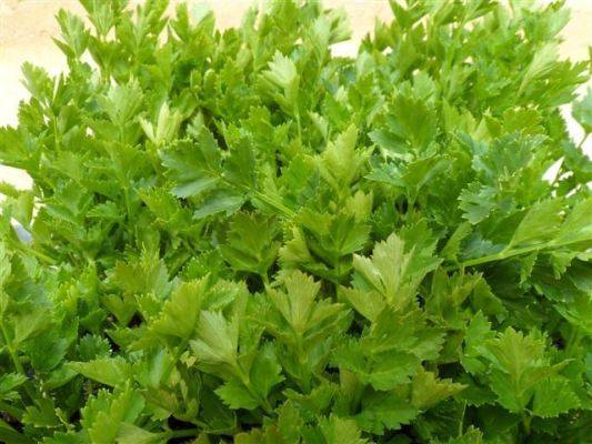 Все о выращивании сельдерея листового: посев и уход за растением