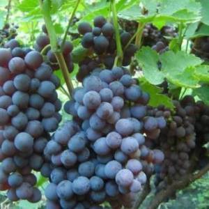 Настоящий клад для фермера — виноград сорта «фиолетовый ранний»