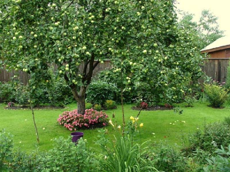 Совместимость деревьев и кустарников в саду