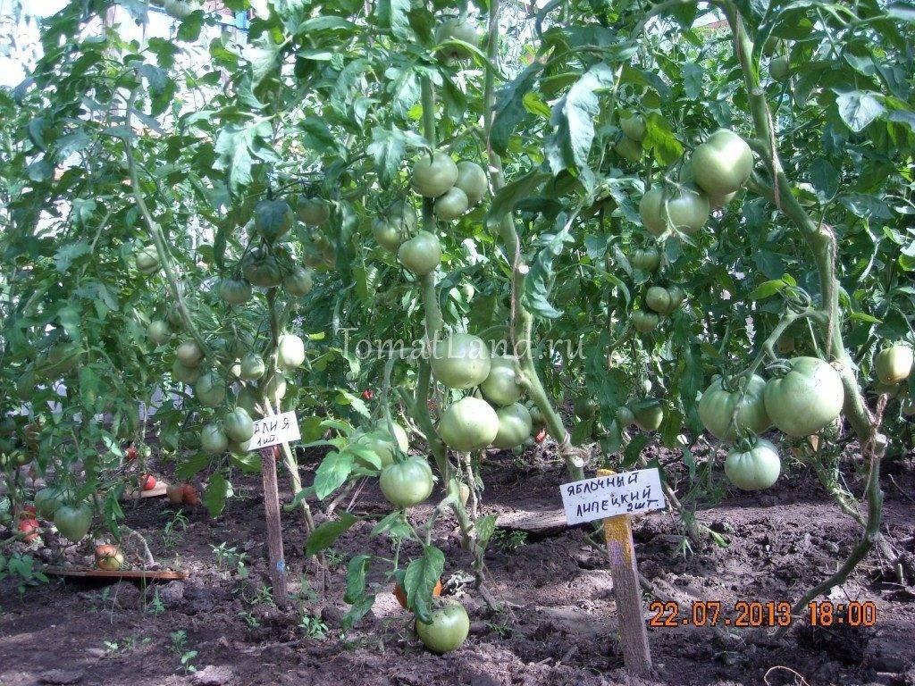 Сорт томата яблочный характеристика и описание