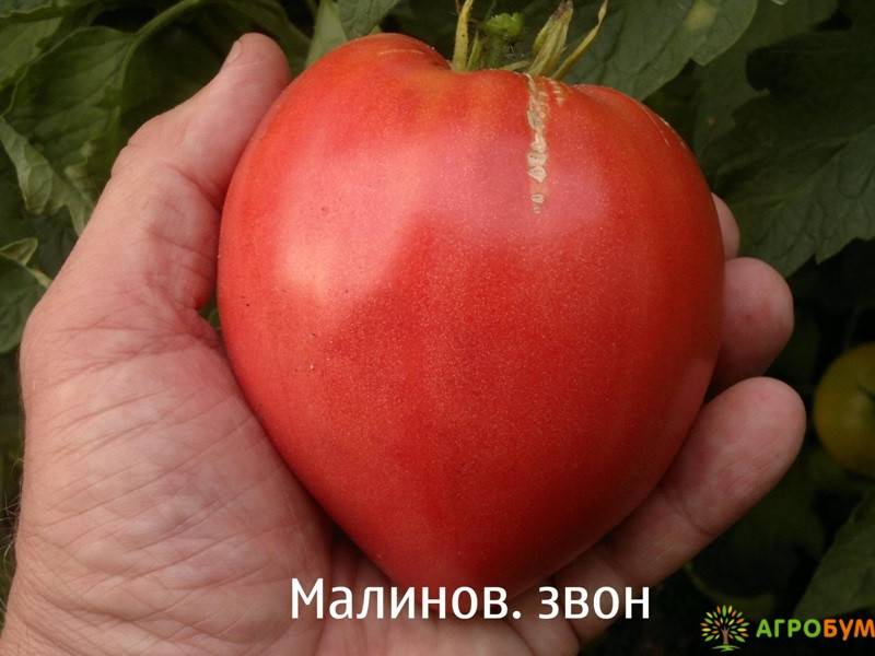 Сорт томата «малиновый звон»: фото, видео, отзывы, описание, характеристика, урожайность