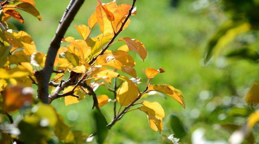 Почему у сливы появляются светло-зеленые листья