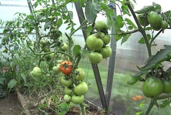 Чем подкормить помидоры весной, летом и осенью