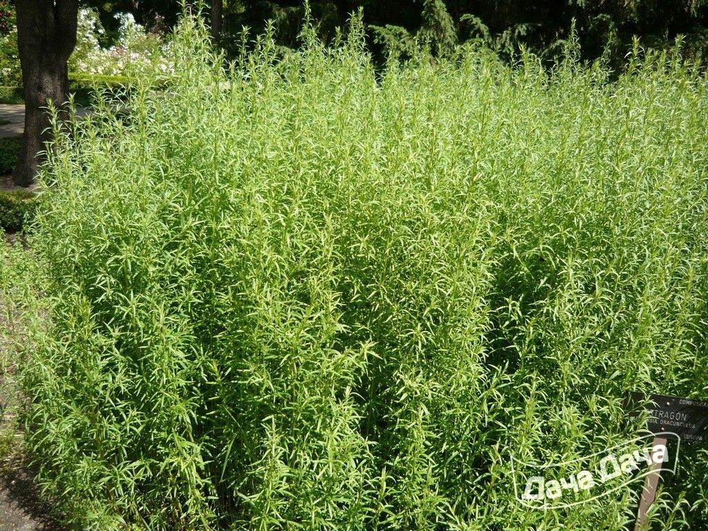 Тархун (растение): описание, выращивание