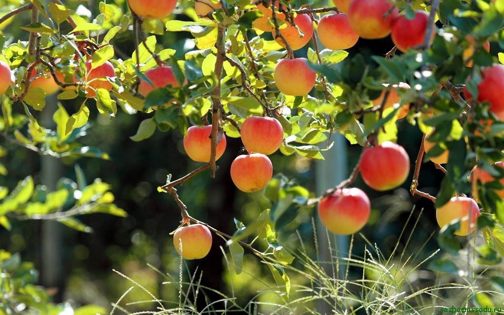 Почему яблоня плодоносит через год – все возможные причины