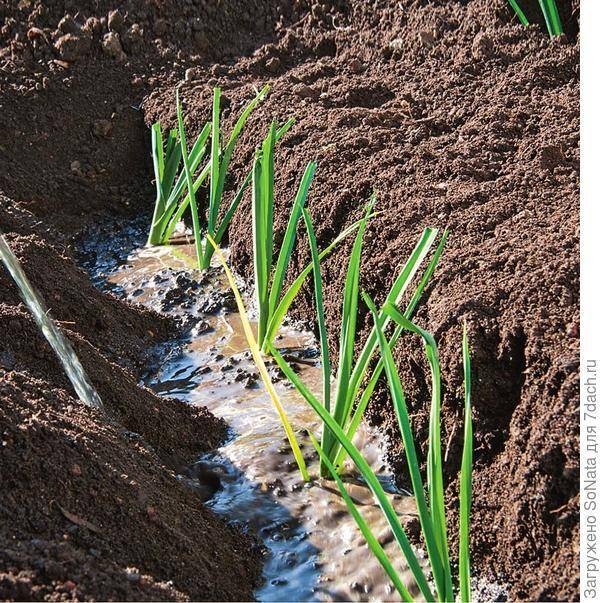 Как вырастить лук-порей: рассадный и безрассадный способы