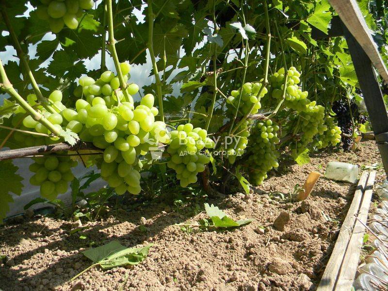 Как вырастить виноград в сибири
