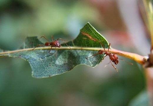 Как бороться с муравьями в теплице и избавиться от насекомых