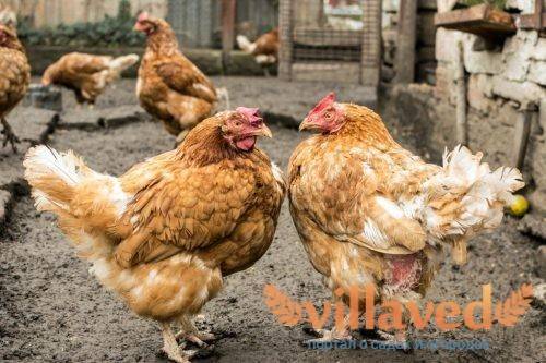 Расклев у цыплят – что делать и лечение каннибализма