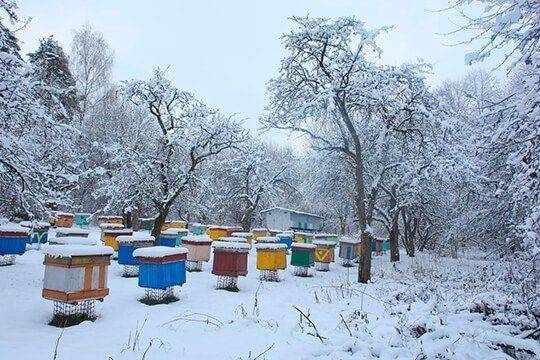 Успешная зимовка слабых семей | практическое пчеловодство